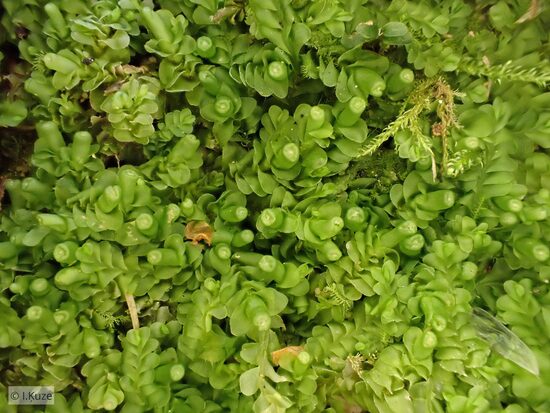 Liochlaena lanceolata